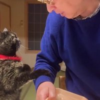 飼い主におねだりをする猫