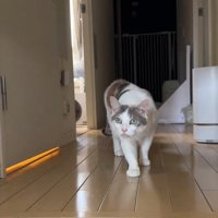前を見ている猫