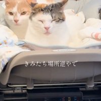 ベッドを占拠する猫