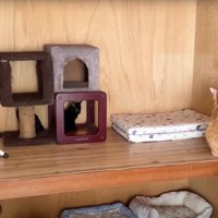 押し入れにいる成猫と子猫