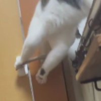 ドアの前にいる猫