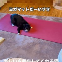 ヨガマットの上で遊んでいる猫