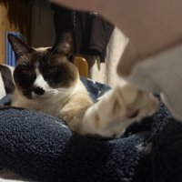 シャム柄の猫