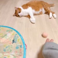 寝転がる猫