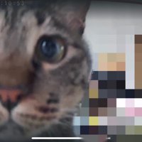 ペットカメラに映った猫