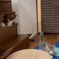 階段で伏せる成猫とフロアを歩く子猫
