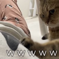 「ｗｗｗｗ」のテロップ写真