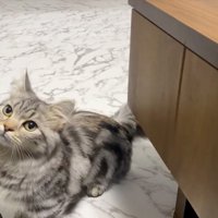 見上げる猫