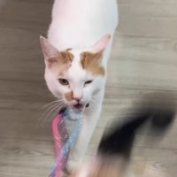 おもちゃから口を離している猫とブレた猫のお尻