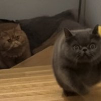 2匹の必死な顔のアップ