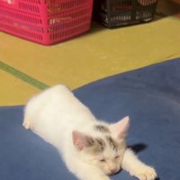 クッションで寝る子猫