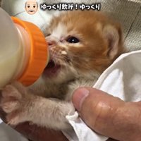 体を支えられながらミルクを飲む子猫
