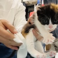 三毛子猫の排泄を促す父ちゃん