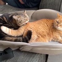 尻尾のつけ根を毛づくろい