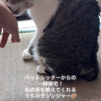 人の手をなめる猫