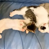 寝ている4匹の子猫