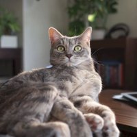 くつろぐクリエちゃん