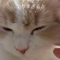 気持ちよさそうな猫