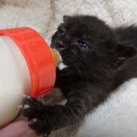 ミルクを飲む黒の子猫