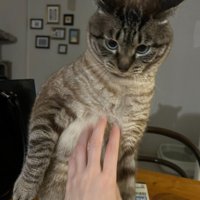 イカ耳で立ち上がる猫