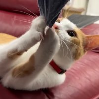 引っ張るチップくん