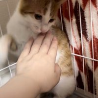 体を触られ振り返る茶白猫