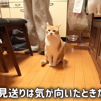 お座りする猫