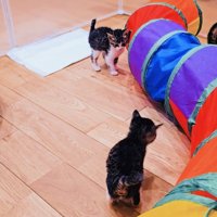 手作り運動場で遊ぶ3匹の子猫