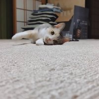 カーペットを這うハチワレ猫