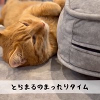 テロップ「とらまるのまったりタイム」