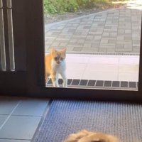 玄関先に現れた子猫