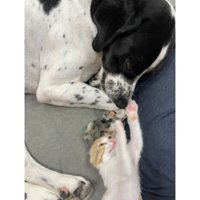 猫と犬