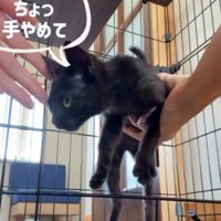 投稿者に持ち上げられて、ケージの中へ戻されそうになっている黒猫の子猫
