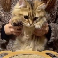 抱っこされる猫