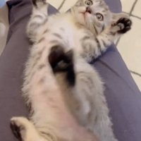 仰向けで体をひねる猫