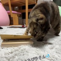 本の端をかじる猫