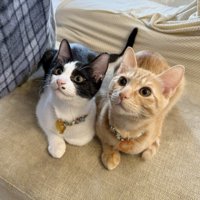 隣に並んで飼い主を見上げる茶トラ猫とハチワレ猫