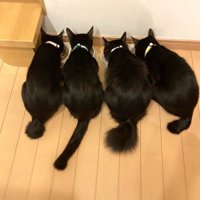 寄り添ってごはんを食べる4匹の猫