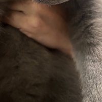 飼い主さんに抱きかかえられている猫Part 1