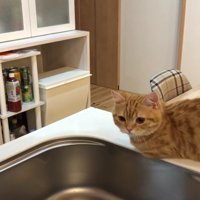 洗い物をじっと見つめるぷてぃこさん2