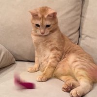 セクシーポーズをする猫