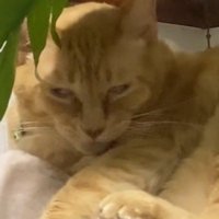 こちらを見つめる猫