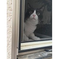 窓際にいる猫