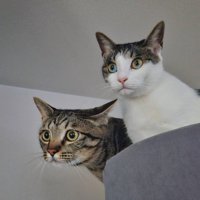 一点を見つめる2頭の猫