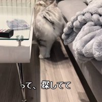 振り返る猫