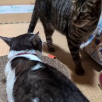 近くを通りかかったキジトラ猫と目が合ったキジ白猫