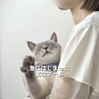 飼い主さんに抱っこ紐で抱っこされるシャムトラ猫
