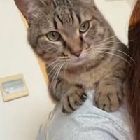 人の肩に乗る猫