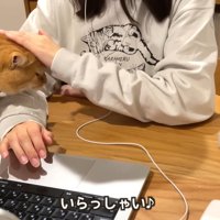 テロップ「いらっしゃい」