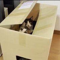 一緒にはいるオデコちゃんとひまわりちゃん